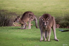 Anglesea Golf Club - Kangaroo