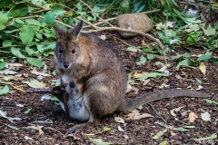 Mummy and baby Kangaroo (in pouch)