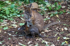 Mummy and baby Kangaroo