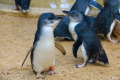 Baby penguins