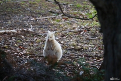 Albino Kangaroo