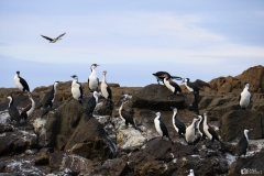 Black-faced Cormorant