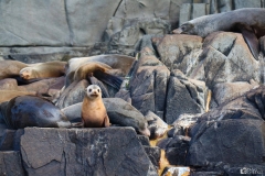 Fur seals