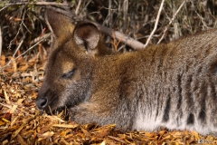 Wineglass Bay - Kangaroo