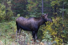 Jasper - Moose