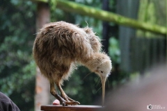 Kiwi Birdlife Park - Kiwi