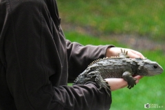 Kiwi Birdlife Park - Tuatara