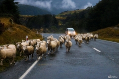 New Zealand Sheep