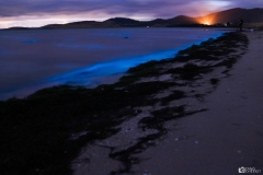 Hobart Bioluminescence